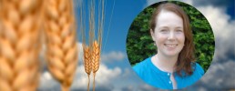 Shock-proof staples: building system resilience for cereal crops