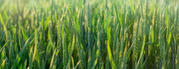 New wheat varieties are needed to withstand warming trends